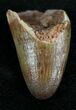 Cretaceous Fossil Crocodile Tooth - Morocco #25962-1